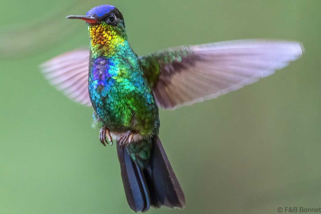 Colibrí insigne - Costa Rica - La Fortuna - 2021