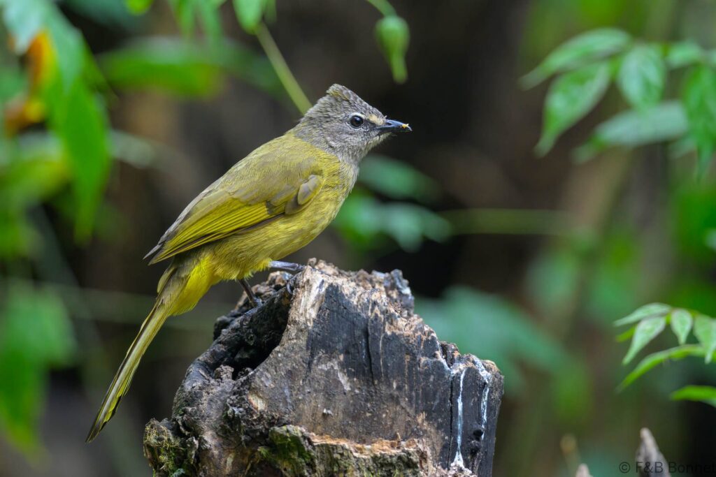 Flavescent Bulbul - China - Yunnan - 2025