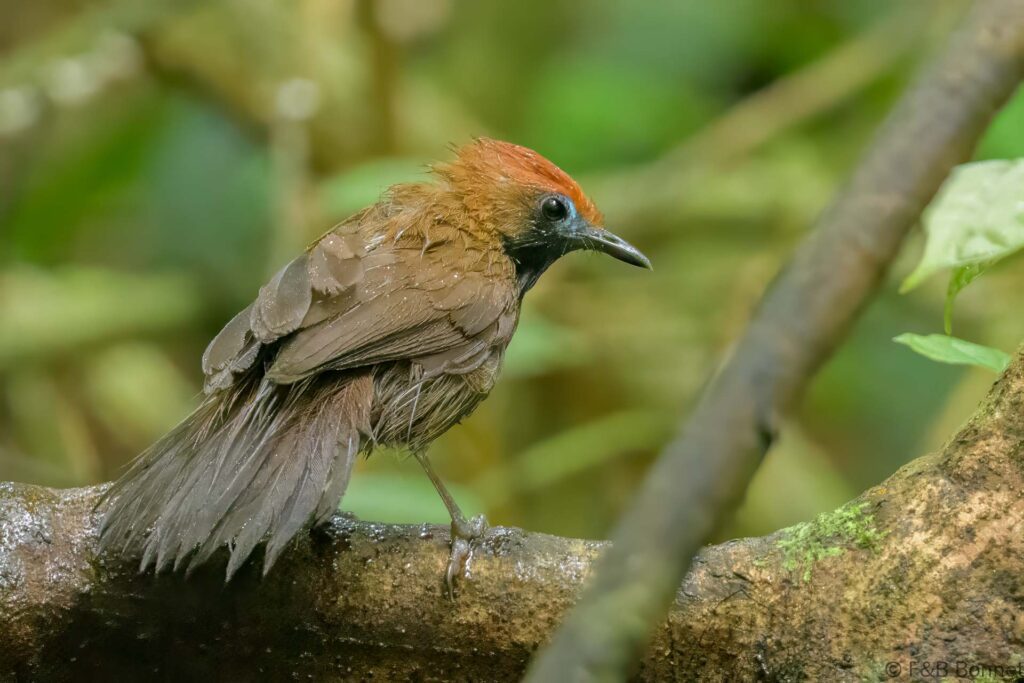 Fluffy-backed Tit-Babbler - Thailand - Krung Ching - 2023