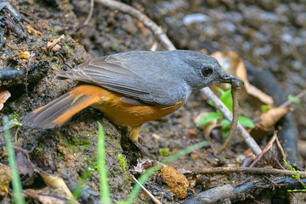 Monticole de forêt - Madagascar -  Isalo - 2023