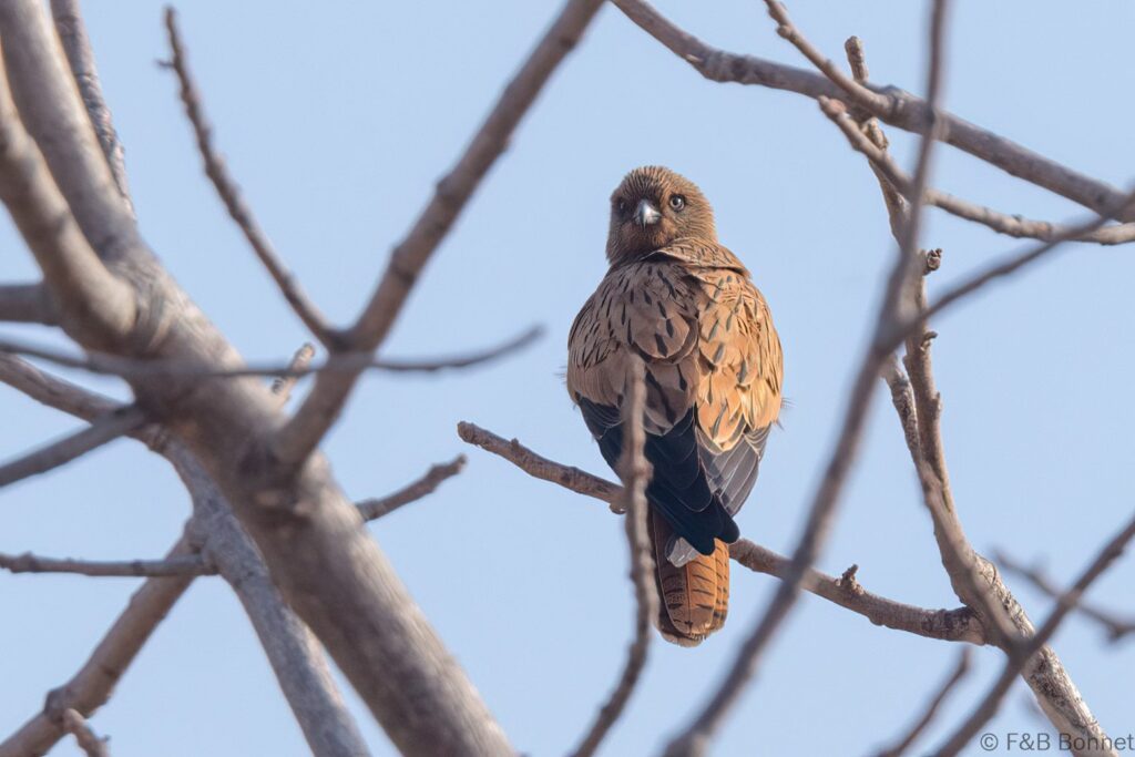 Crécerelle renard - Senegal - Dindéfélo - 2023