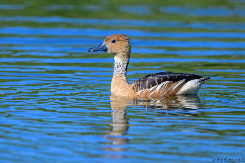 Fulvous Whistling Duck - South Africa - Cape Town - 2024