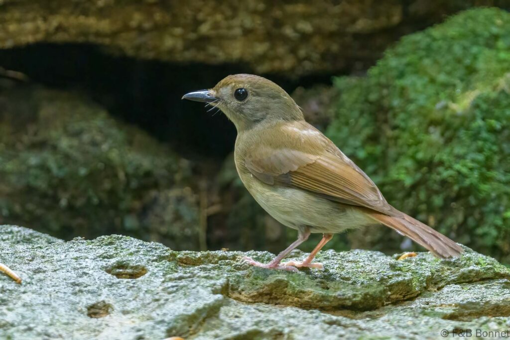 Fulvous-chested Jungle Flycatcher - Thailand - Krung Ching - 2024