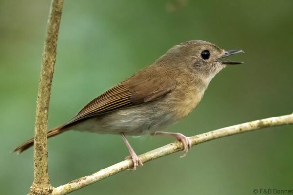 Fulvous-chested Jungle Flycatcher - Thailand - Krung Ching - 2026