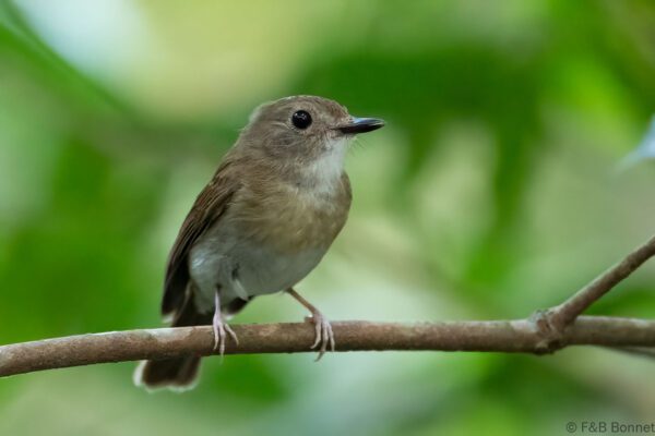Fulvous-chested Jungle Flycatcher - Thailand - Krung Ching - 2026