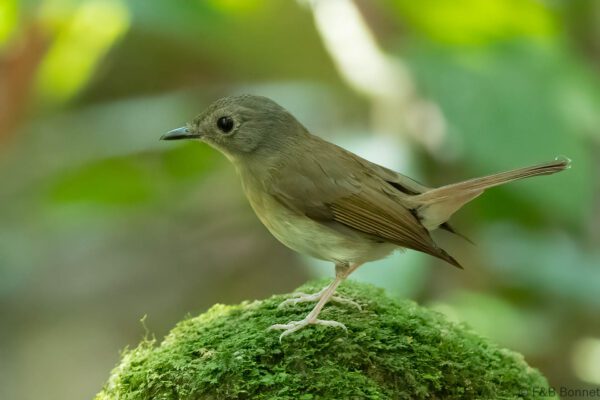 Fulvous-chested Jungle Flycatcher - Thailand - Krung Ching - 2026