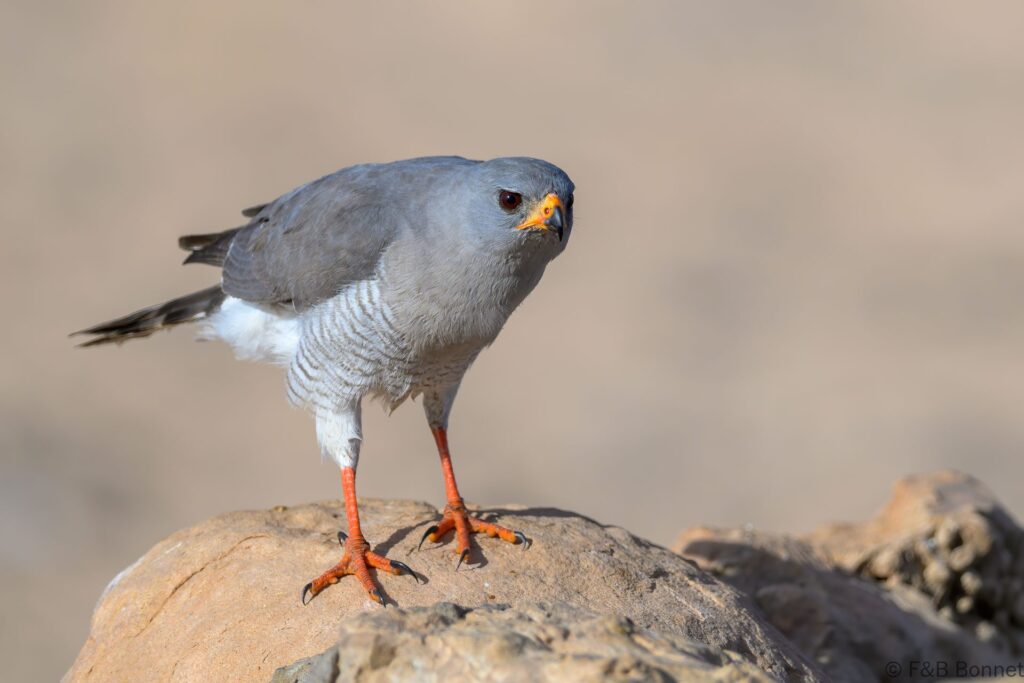 Gabar Goshawk - South Africa - Kgalagadi NP - 2024