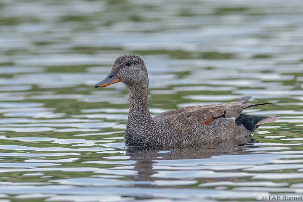 Canard chipeau - France - Pays de la Loire - 2023