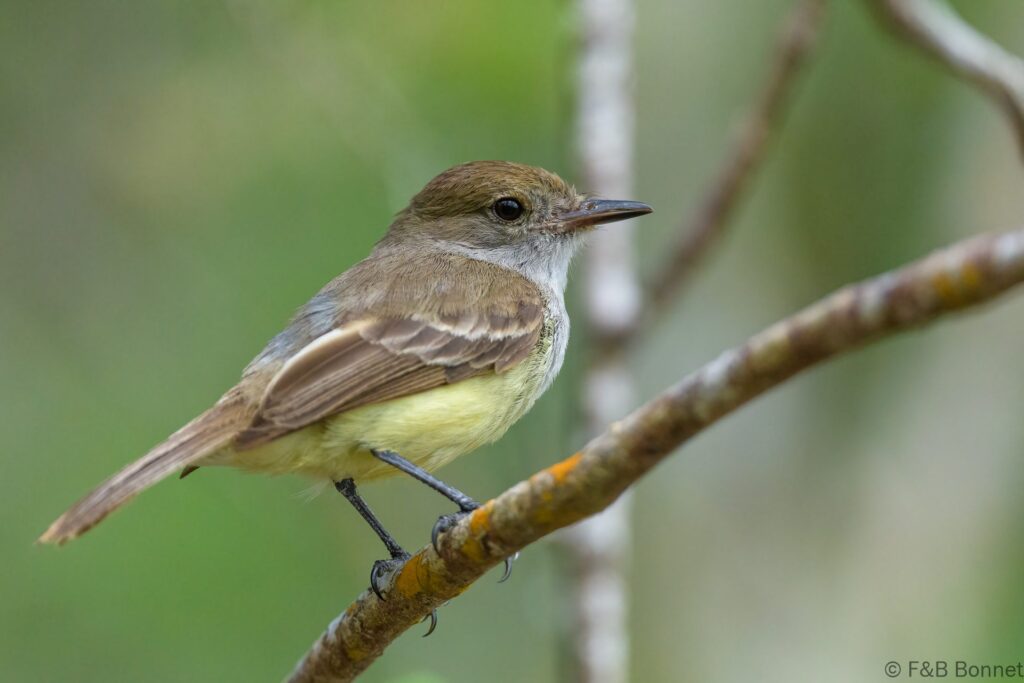 Copetón de Galápagos - Ecuador - Galápagos - 2023