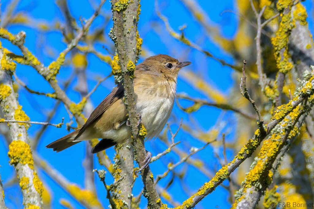 Fauvette des jardins - France - Bretagne - 2021