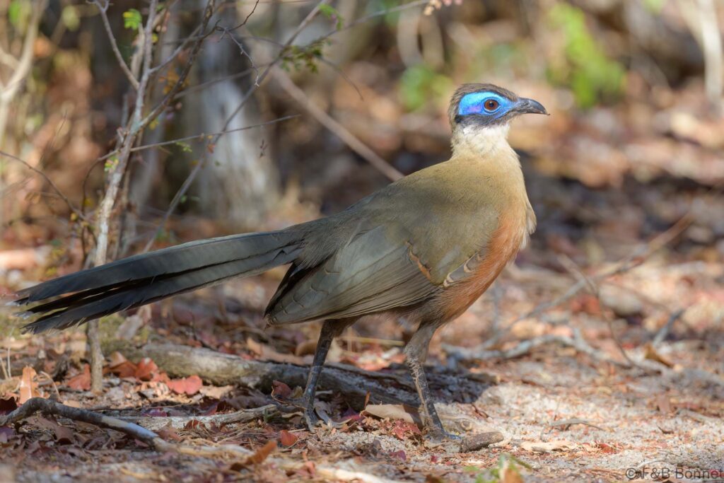 Giant Coua - Madagascar - Zombiste NP - 2023