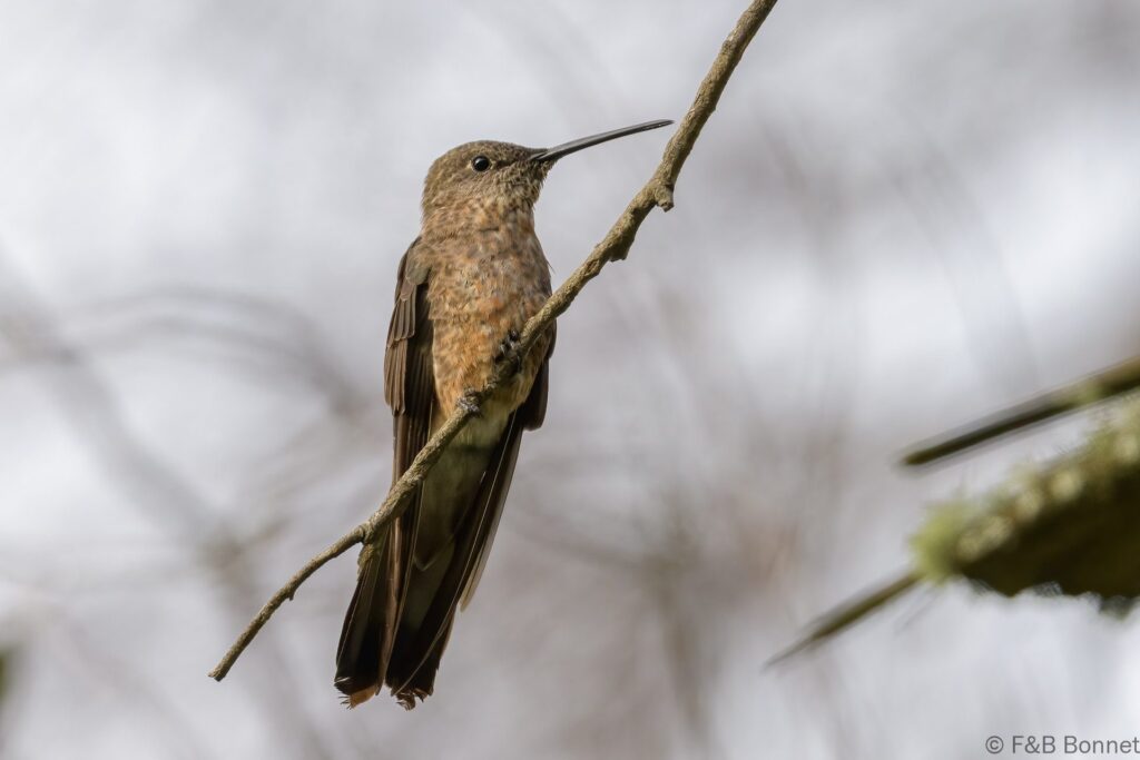 Colibrí gigante - Ecuador - Volcán Cotopaxi - 2023