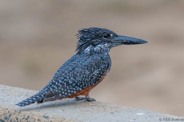 Giant Kingfisher ♀ - South Africa - Kruger NP - 2025
