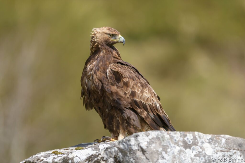 Águila real - España - Castilla y León - 2024