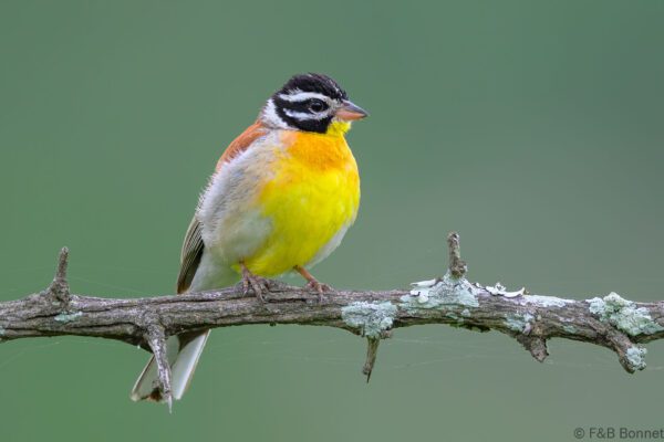 Golden-breasted Bunting - South Africa - Kruger NP - 2025