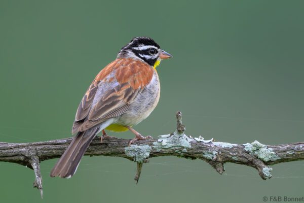 Golden-breasted Bunting - South Africa - Kruger NP - 2025