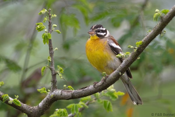 Golden-breasted Bunting - South Africa - Tembe - 2026