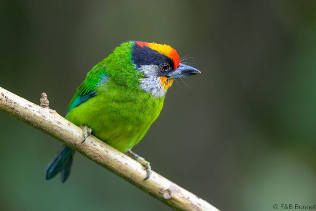 Golden-throated Barbet - China - Yunnan - 2025