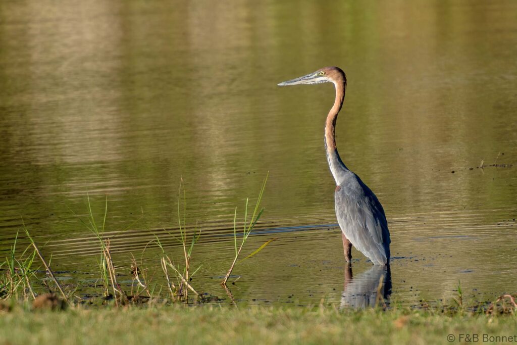Goliath Heron - Botswana - Makgadikgadi - 2019