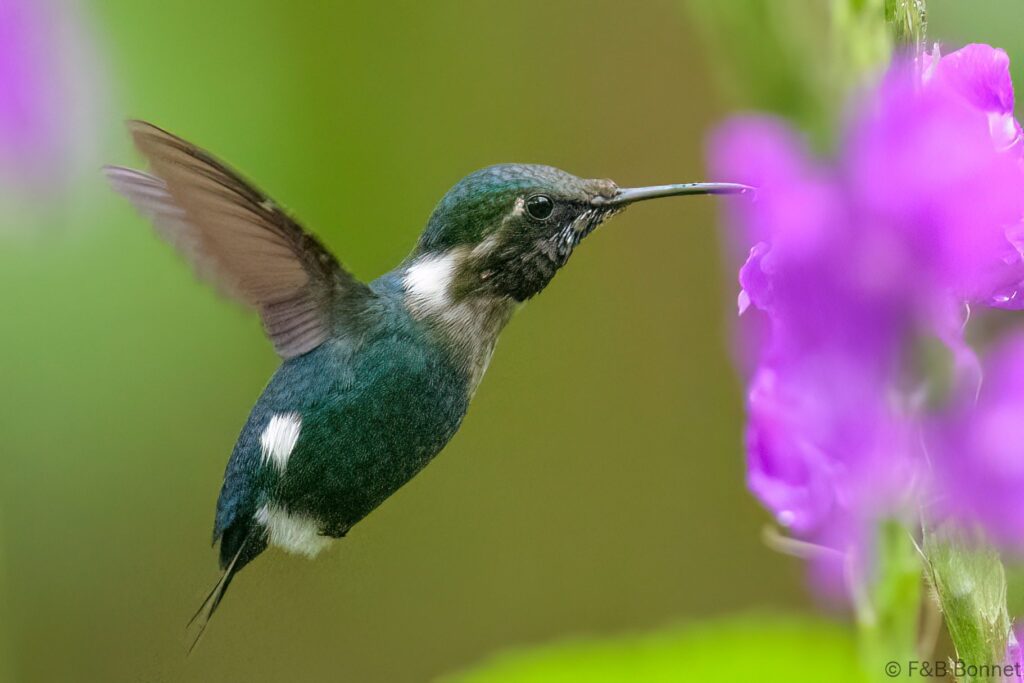 Colibrí de Heliodoro ♂ - Ecuador - Río Quijos ecolodge - 2023