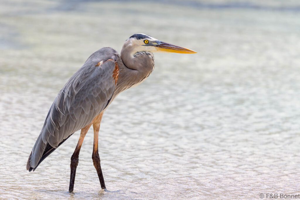Garza azulada - Ecuador - Galápagos - 2023