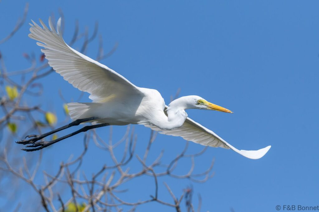 Grande Aigrette - Senegal - Kafountine - 2023