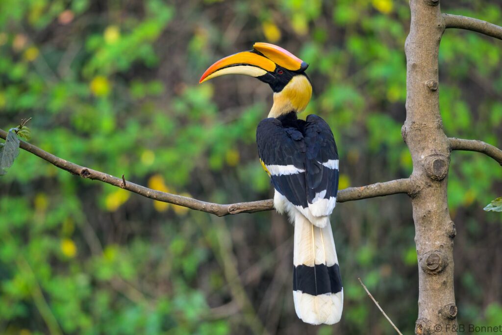 Great Hornbill ♂ - China - Yunnan - 2025