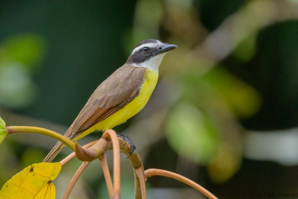 Bienteveo común - Ecuador - Río Napo - 2023