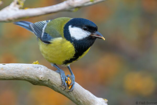 Mésange charbonnière - France - Picardie - 2021
