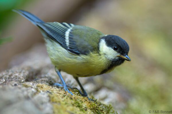 Mésange charbonnière (imm.) - France - Picardie - 2023