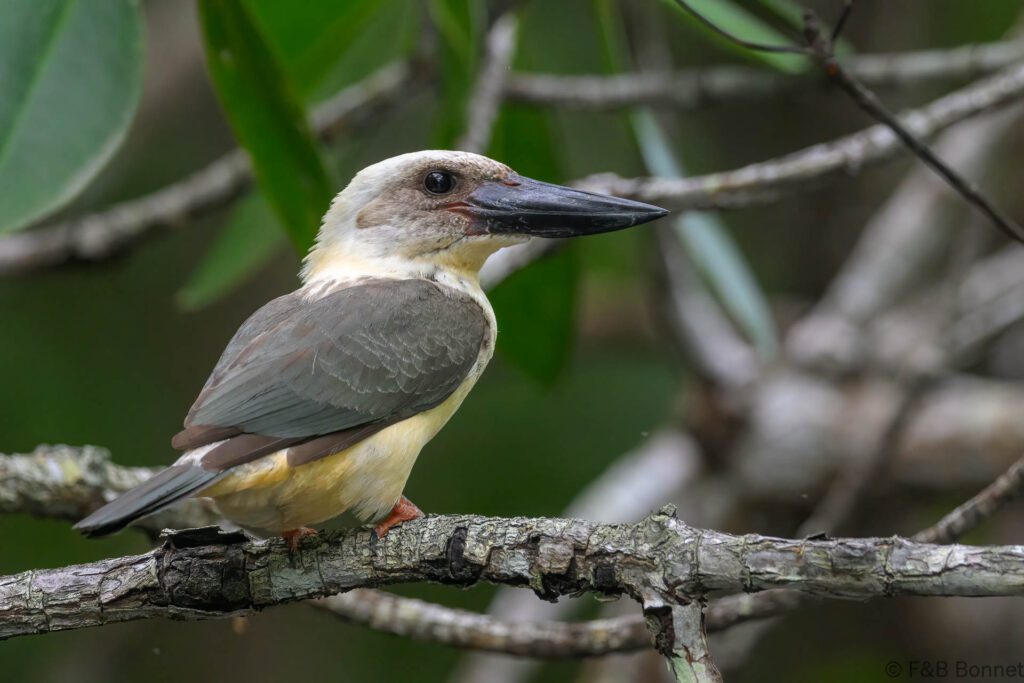 Great-billed Kingfisher - Indonesia - Tangkoko - 2024