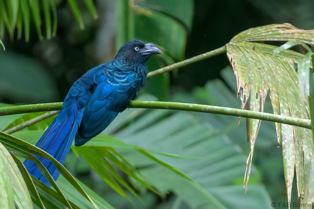 Greater Ani - Ecuador - Río Napo - 2023