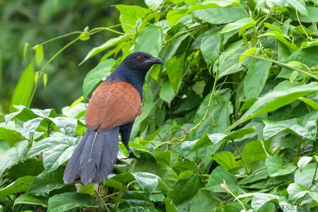 Greater Coucal - Thailand - Krung Ching - 2024