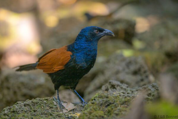 Greater Coucal - Vietnam - Cat Tien - 2026
