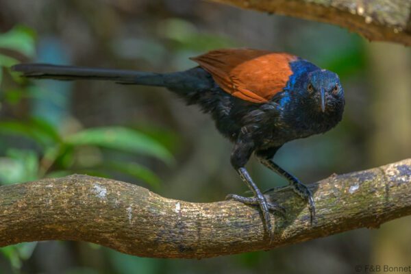 Greater Coucal - Vietnam - Cat Tien - 2026