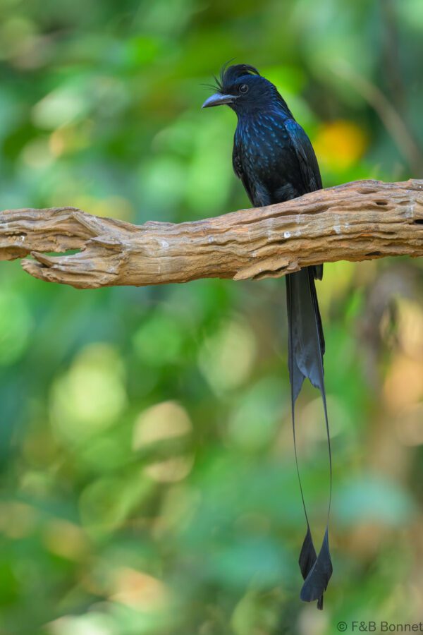 Greater Racket-tailed Drongo - China - Yunnan - 2025