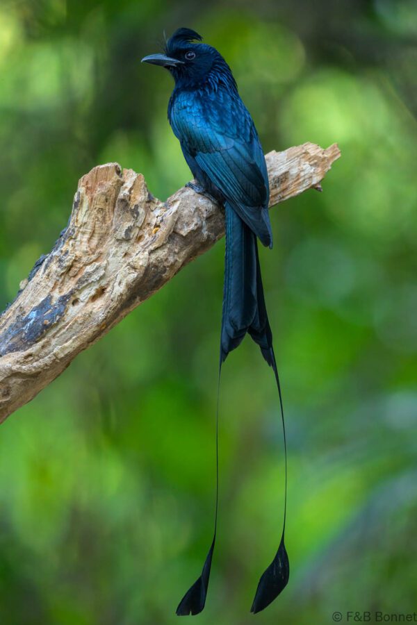 Greater Racket-tailed Drongo - China - Yunnan - 2025