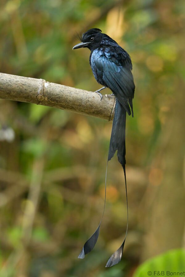 Greater Racket-tailed Drongo - China - Yunnan - 2025