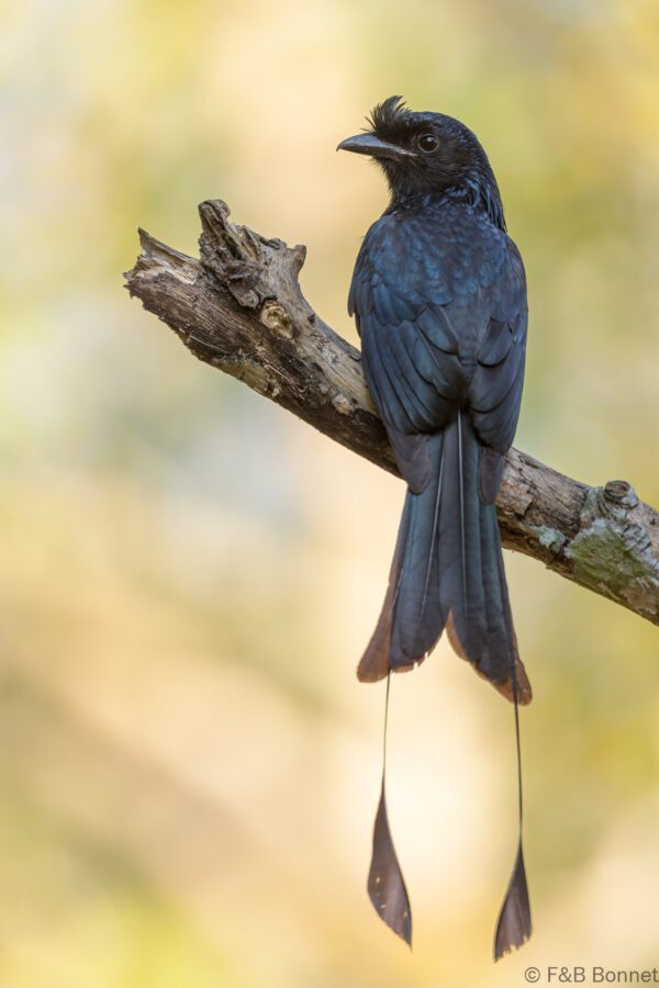 Greater Racket-tailed Drongo - Thailand - Kaeng Krachan - 2023
