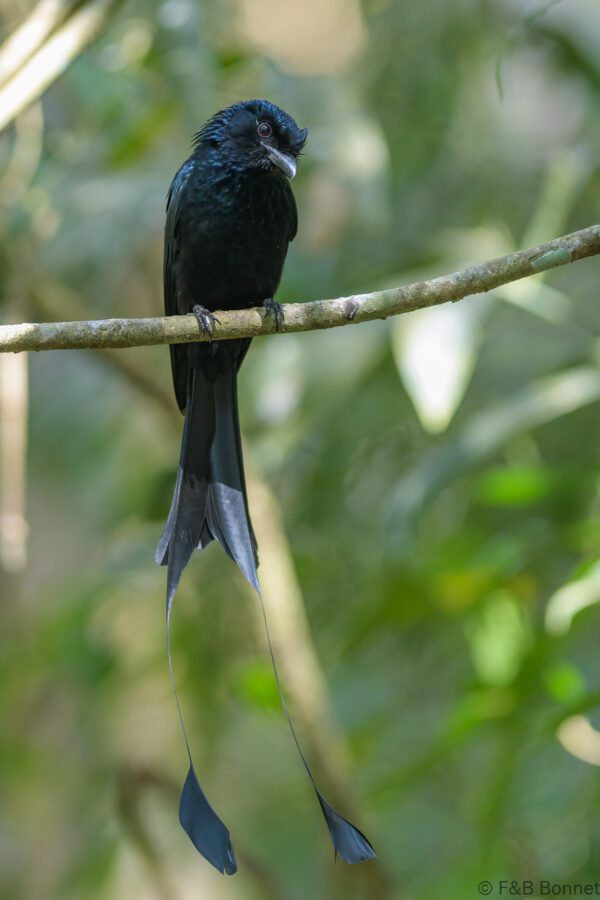 Greater Racket-tailed Drongo - Vietnam - Da Lat - 2026