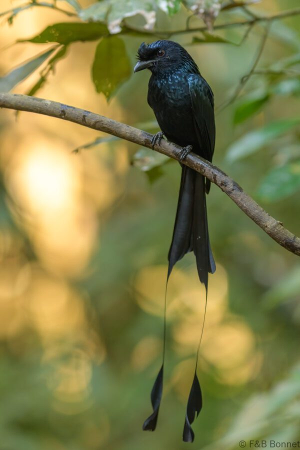 Greater Racket-tailed Drongo - Vietnam - Da Lat - 2026