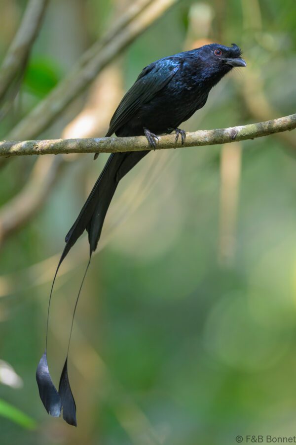 Greater Racket-tailed Drongo - Vietnam - Di Linh - 2026