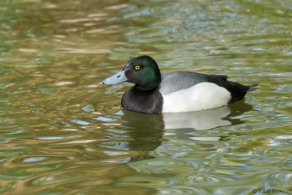 Fuligule milouinan ♂ - France - Pays de la Loire - 2024