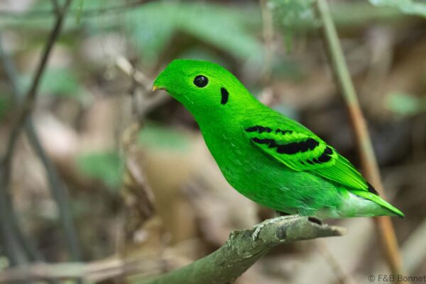 Green Broadbill ♂ - Thailand - Ao Ai Yor - 2026