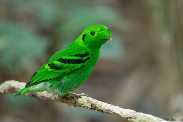 Green Broadbill ♂ - Thailand - Ao Ai Yor - 2026