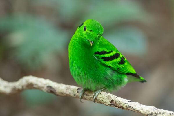 Green Broadbill ♂ - Thailand - Ao Ai Yor - 2026