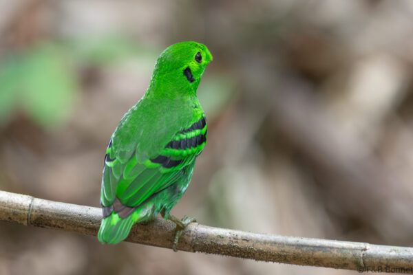 Green Broadbill ♂ - Thailand - Ao Ai Yor - 2026