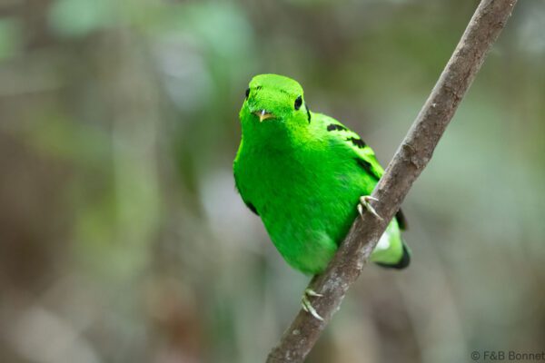Green Broadbill ♂ - Thailand - Ao Ai Yor - 2026