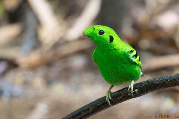 Green Broadbill ♂ - Thailand - Ao Ai Yor - 2026