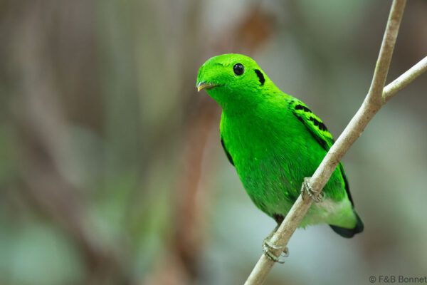 Green Broadbill ♂ - Thailand - Ao Ai Yor - 2026